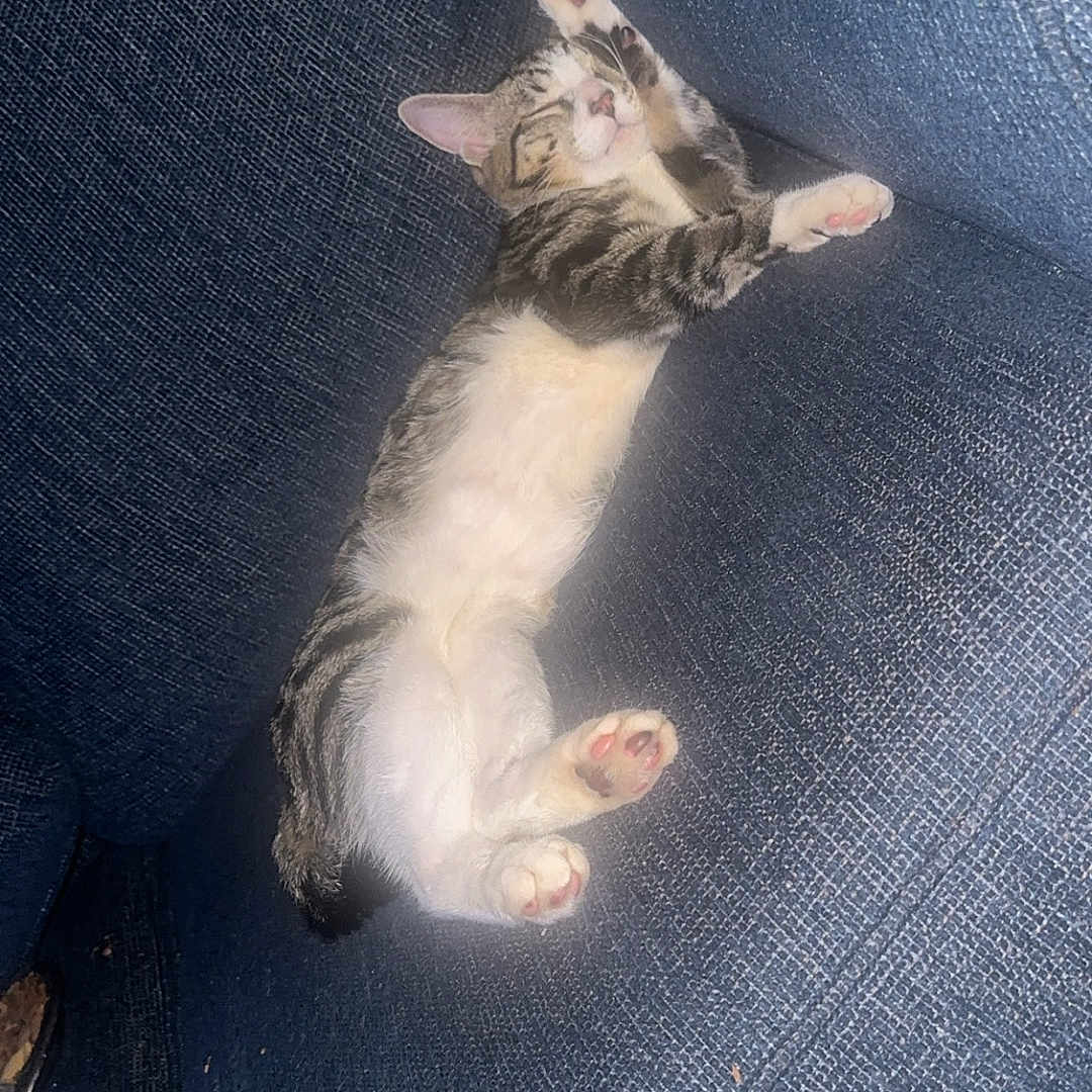 Hazel is registered to the contest to win money with this photo: animal, blue_couch, cat, couch, cozy, cute, domestic_cat, fur, furniture, indoor, nap, paws, pet, pink_paw_pads, relaxed, resting, sleeping, stretching, tabby_cat, whiskers