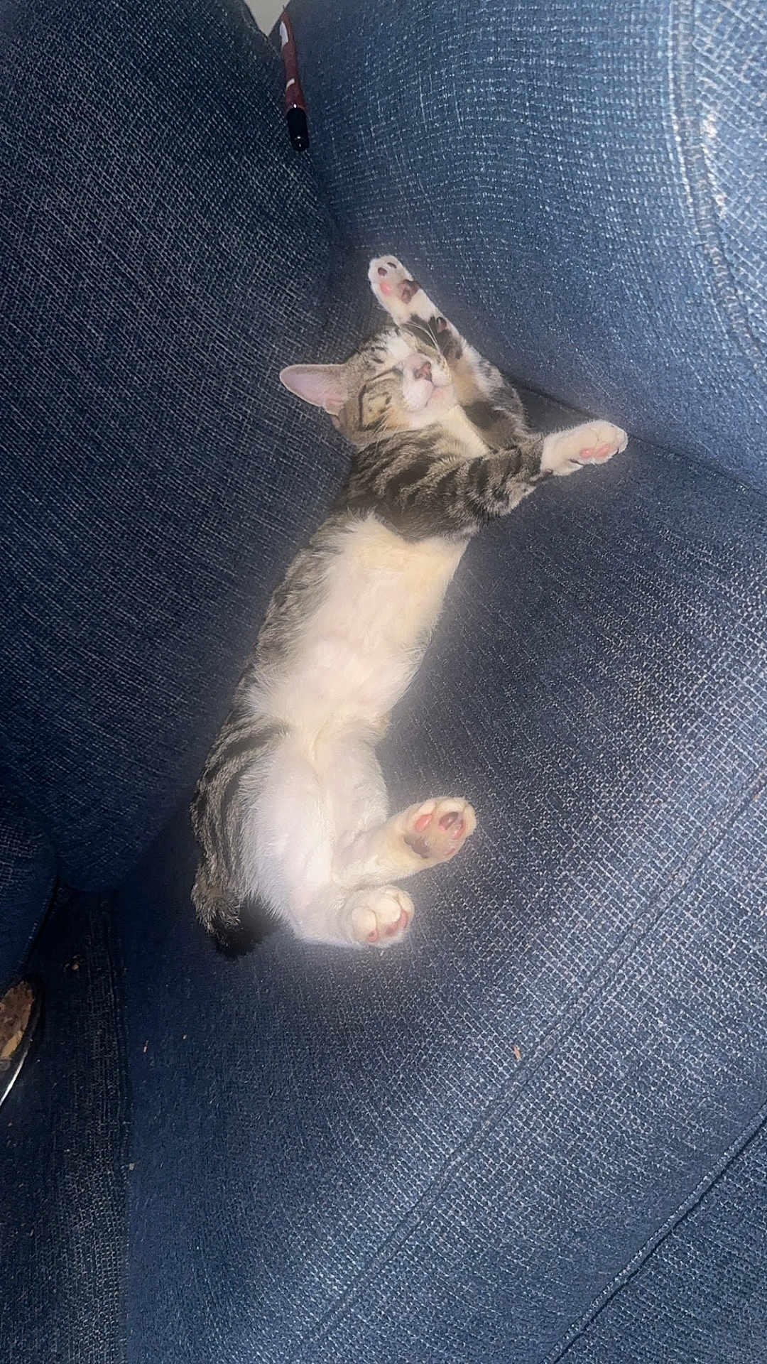 Hazel