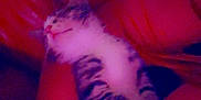 Hazel is registered to the contest to win money with this photo: kitten, cat, animal, pet, lap, person, bracelet, tattoo, red_leather, couch, relaxing, feline, fur, indoor, resting, comfort, closeup, warm_lighting, blur, casual