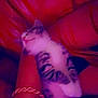 kitten, cat, animal, pet, lap, person, bracelet, tattoo, red_leather, couch, relaxing, feline, fur, indoor, resting, comfort, closeup, warm_lighting, blur, casual