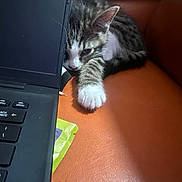 Hazel joined the competition — help win amazing prizes! kitten, cat, laptop, paw, orange_couch, resting, indoor, pet, fur, whiskers, tabby, striped, cute, small, relaxed, young, animal, home, technology, curious