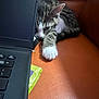 kitten, cat, laptop, paw, orange_couch, resting, indoor, pet, fur, whiskers, tabby, striped, cute, small, relaxed, young, animal, home, technology, curious