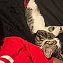 Hazel joined the competition — help win amazing prizes! kitten, cat, striped, sleeping, relaxing, blanket, red_shirt, person, indoor, cozy, resting, black_blanket, white_paws, feline, pet, nap, fur, soft, cute, companion
