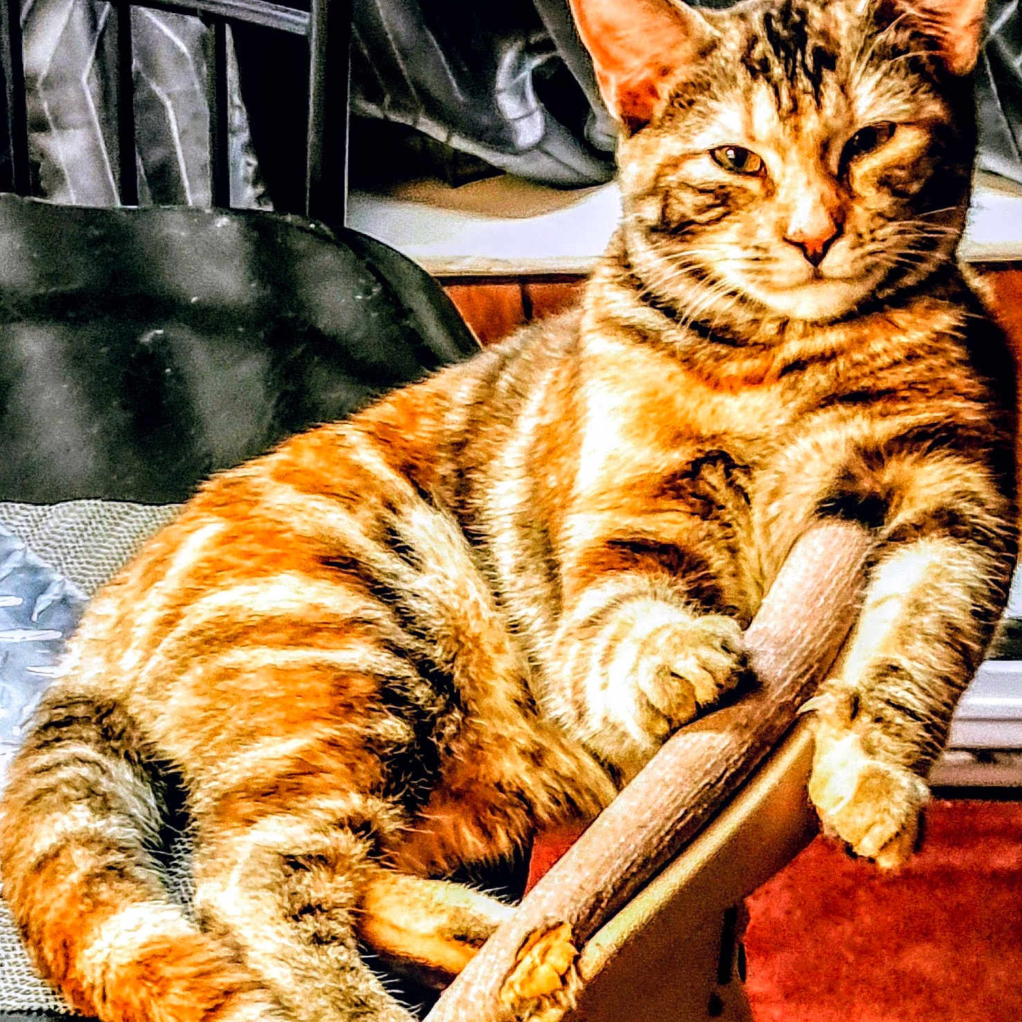 Minie joined the competition — help win amazing prizes! abyssinian, adult, animal, architecture, armchair, building, cat, chair, couch, cushion, egyptiancat, furniture, homedecor, kitten, male, man, manx, person, pet, sleeping
