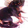 Jasper is registered to the contest to win money with this photo: dog, black_dog, brown_dog, pet, sleeping, blanket, cozy, indoor, animal, fur, paw, resting, curled_up, canine, domestic_animal, bed, comfort, cute, companion, relaxing
