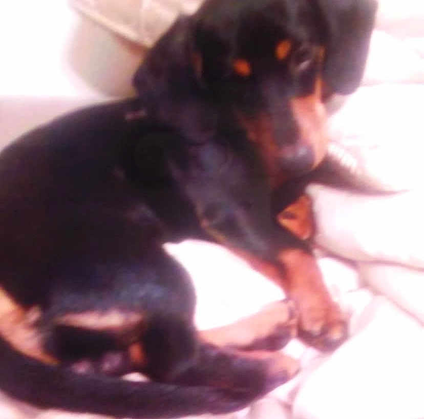 Jasper is registered to the contest to win money with this photo: dog, black_dog, brown_dog, pet, sleeping, blanket, cozy, indoor, animal, fur, paw, resting, curled_up, canine, domestic_animal, bed, comfort, cute, companion, relaxing