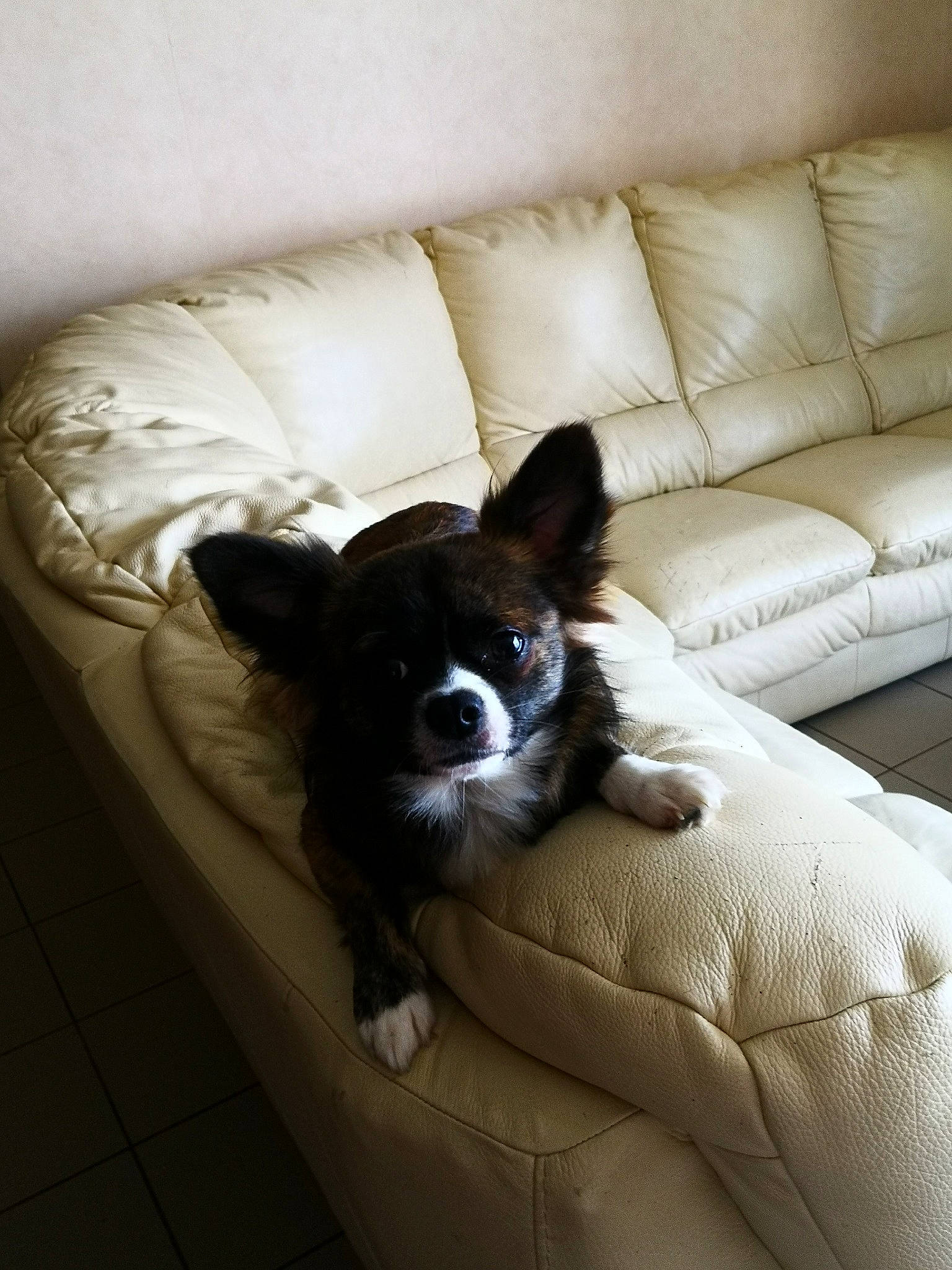 Pac Man participe au concours pour gagner de l'argent avec cette photo : bed, canidae, carnivore, comfort, companion_dog, couch, dog, dog_breed, furniture, mammal, room, snout, sporting_group