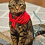 animal, brown, cat, curious, cute, domestic, eyes, floor, fur, indoor, leash, mammal, pet, portrait, red, rug, scarf, sitting, tabby, whiskers