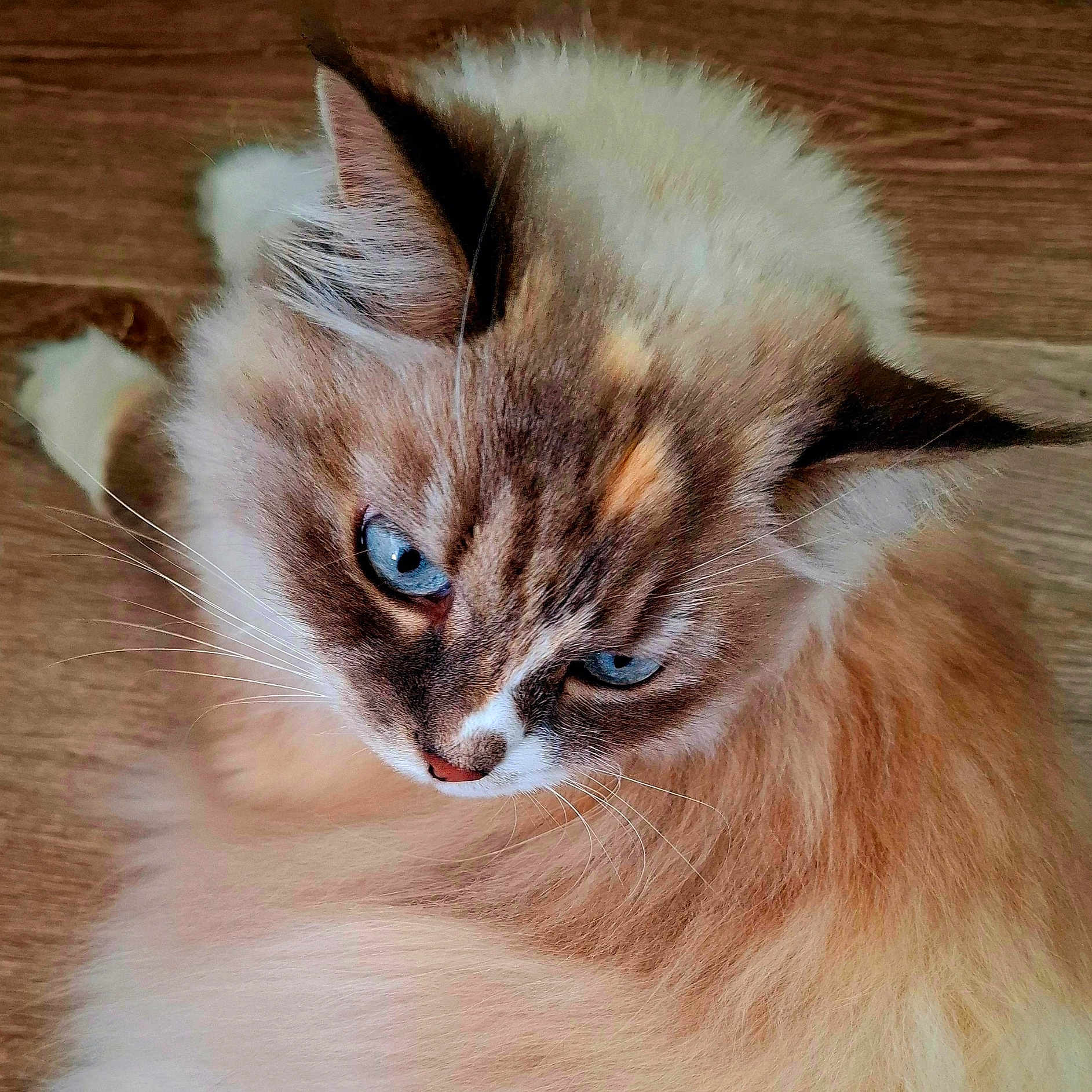 Puppy a rejoint le concours — aidez-le/la à gagner de superbes lots ! animal, blue_eyes, cat, closeup, cute, domestic_cat, ears, feline, fluffy, fur, indoor, looking_up, mammal, pet, pink_nose, portrait, relaxed, soft_texture, whiskers, wooden_floor