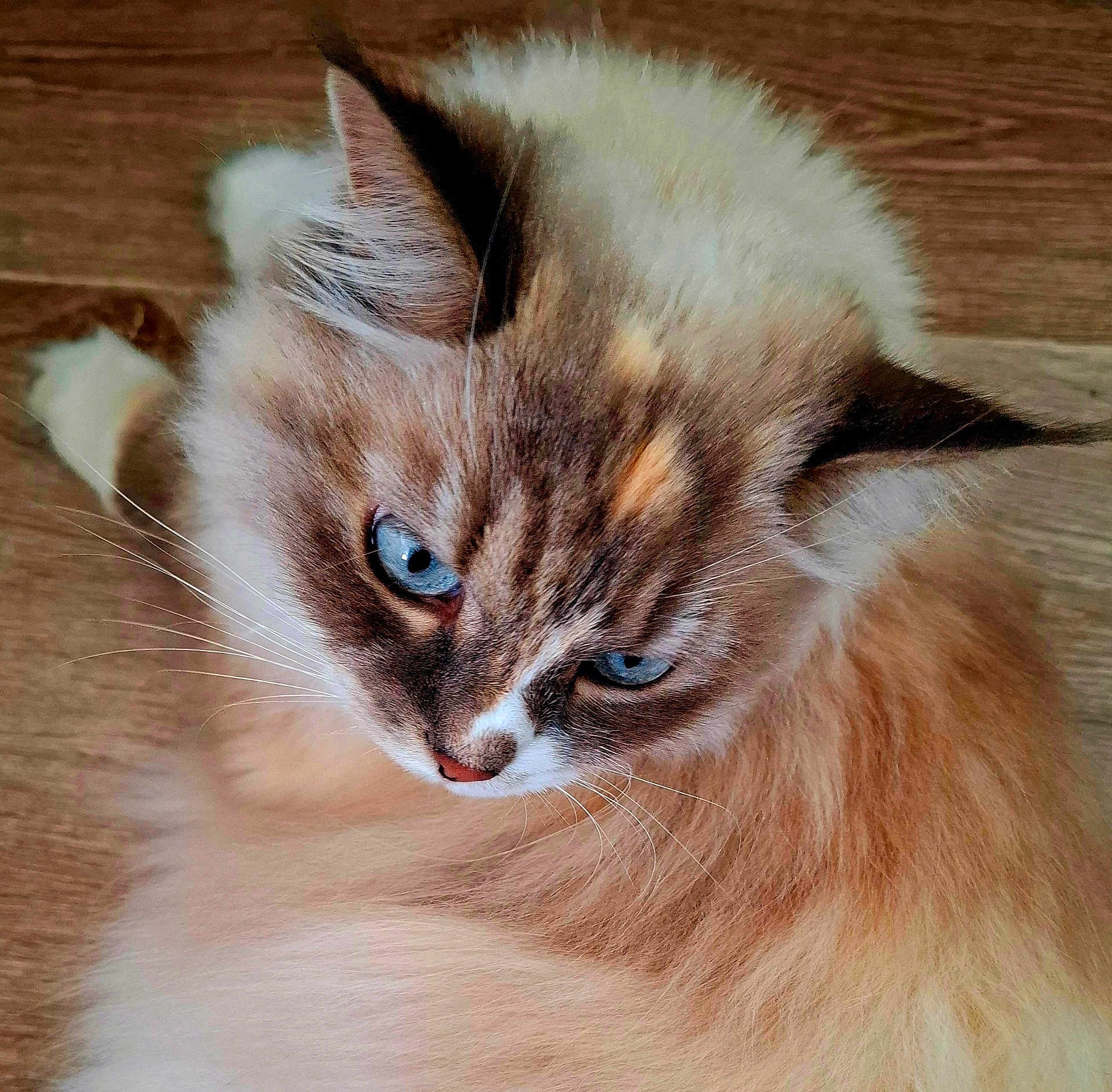 Puppy a rejoint le concours — aidez-le/la à gagner de superbes lots ! animal, blue_eyes, cat, closeup, cute, domestic_cat, ears, feline, fluffy, fur, indoor, looking_up, mammal, pet, pink_nose, portrait, relaxed, soft_texture, whiskers, wooden_floor