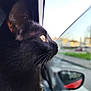 Nyx a rejoint le concours — aidez-le/la à gagner de superbes lots ! cat, black_cat, feline, whiskers, profile, yellow_eye, window, car_window, car, side_mirror, harness, fur, closeup, portrait, bokeh_background, outdoors, street, curious, reflection, travel