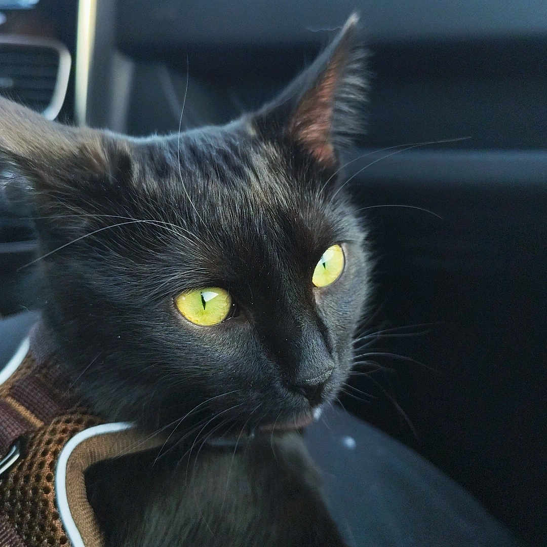 Nyx