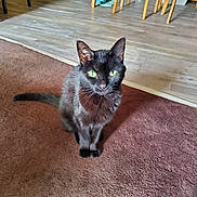 Zira joined the competition — help win amazing prizes! cat, black_cat, indoor, carpet, wooden_floor, green_eyes, pet, animal, feline, curious, sitting, household, domestic, fur, whiskers, ears, tail, flooring, chair_legs, home
