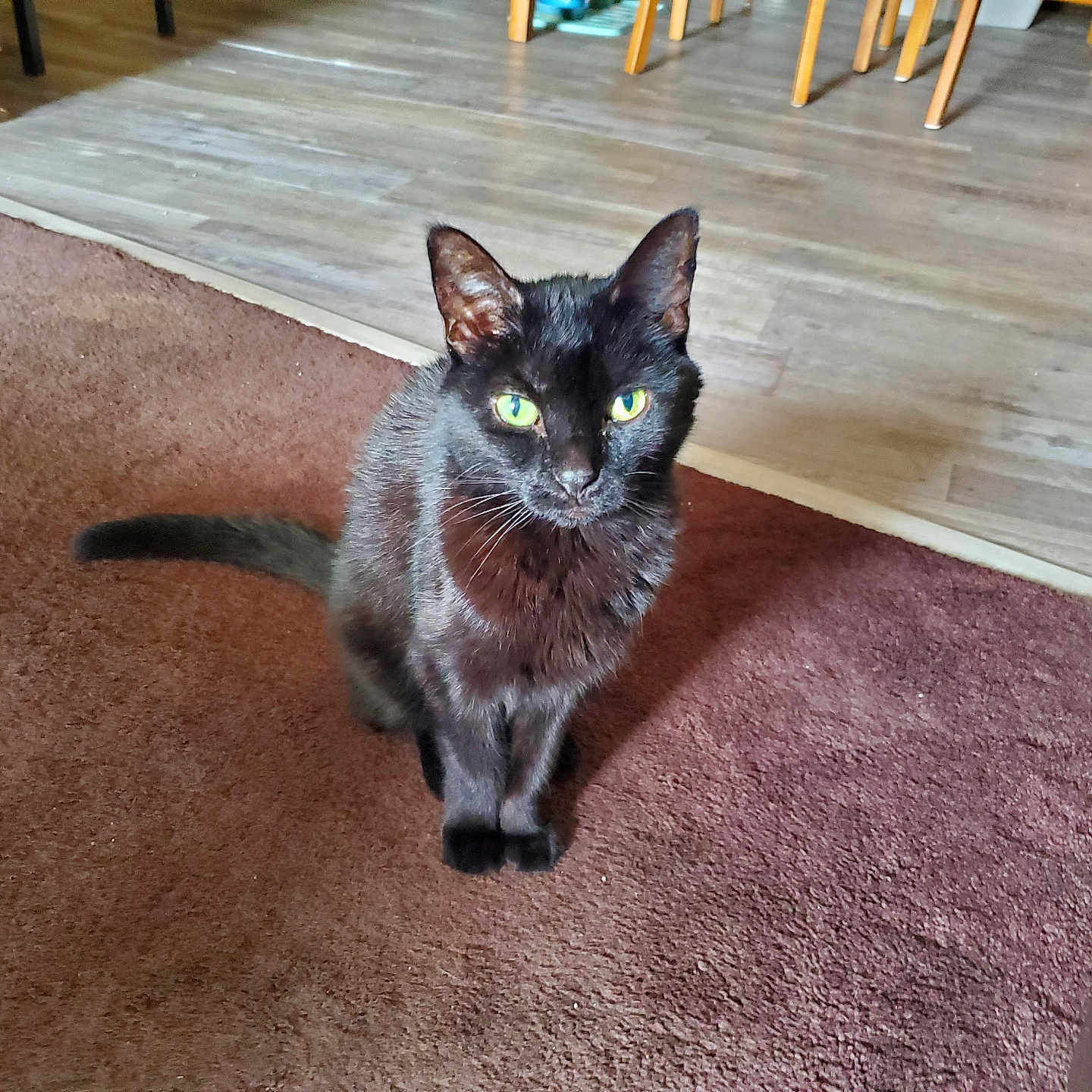 Zira