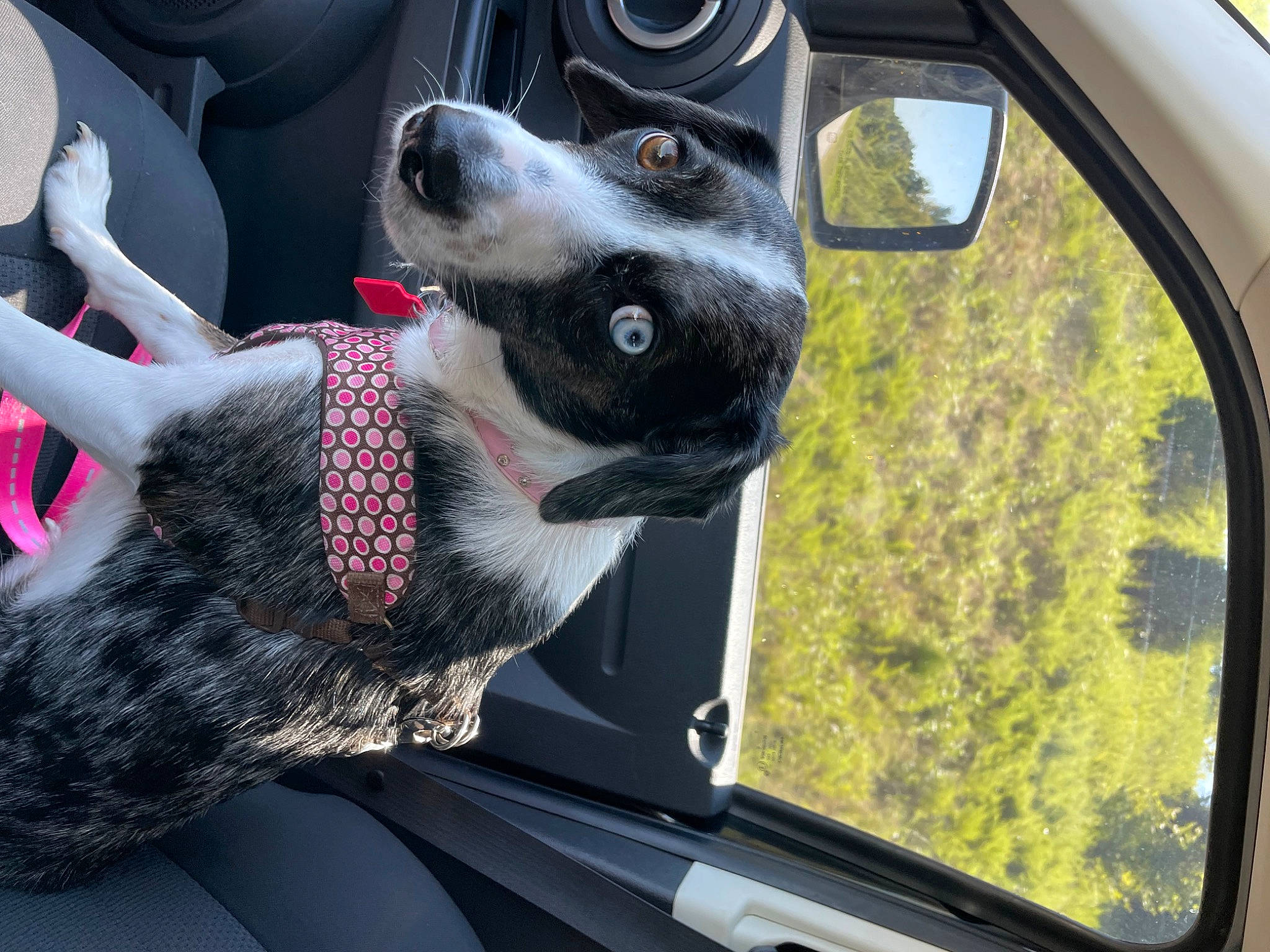 Marley joined the competition — help win amazing prizes! auto_part, automotive_exterior, automotive_mirror, automotive_window_part, carnivore, collar, companion_dog, dog, dog_breed, dog_collar, motor_vehicle, plant, snout, sporting_group, steering_part, steering_wheel, tree, vehicle, vehicle_door, windshield