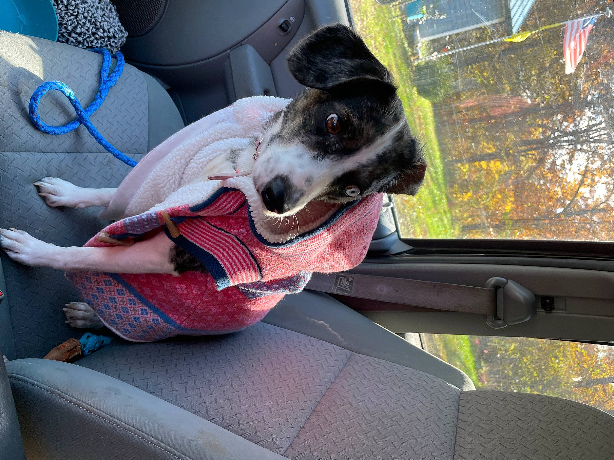 Marley is registered to the contest to win money with this photo: auto_part, automotive_exterior, automotive_window_part, carnivore, collar, comfort, companion_dog, dog, dog_breed, dog_collar, fawn, motor_vehicle, plant, snout, steering_wheel, tints_and_shades, vehicle, vehicle_door, windshield, working_animal