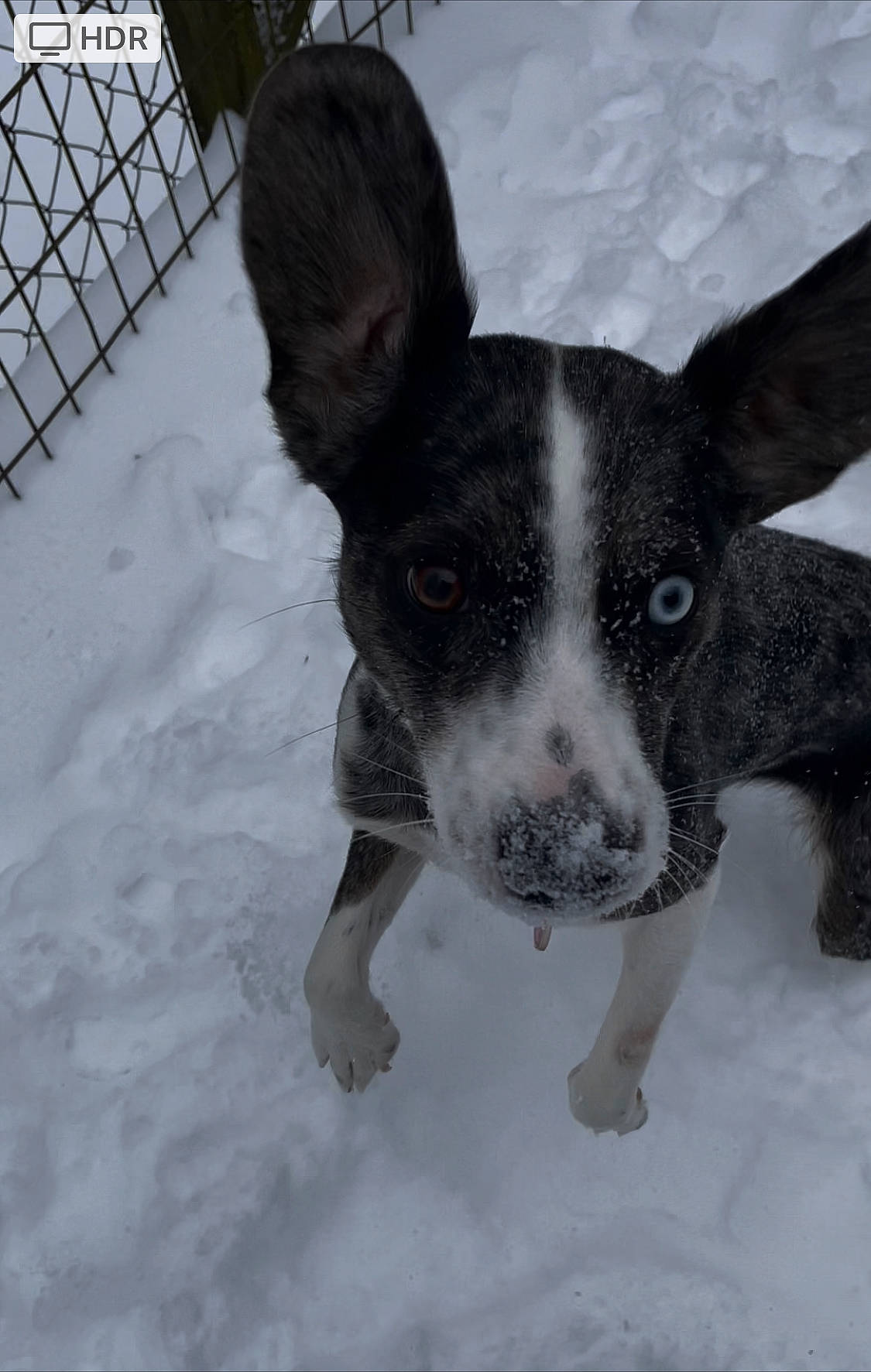 Marley is registered to the contest to win money with this photo: carnivore, companion_dog, dog, dog_breed, dog_supply, ear, fawn, freezing, mesh, paw, pet_supply, snout, snow, sporting_group, tail, terrestrial_animal, whiskers, winter, wire_fencing, working_animal