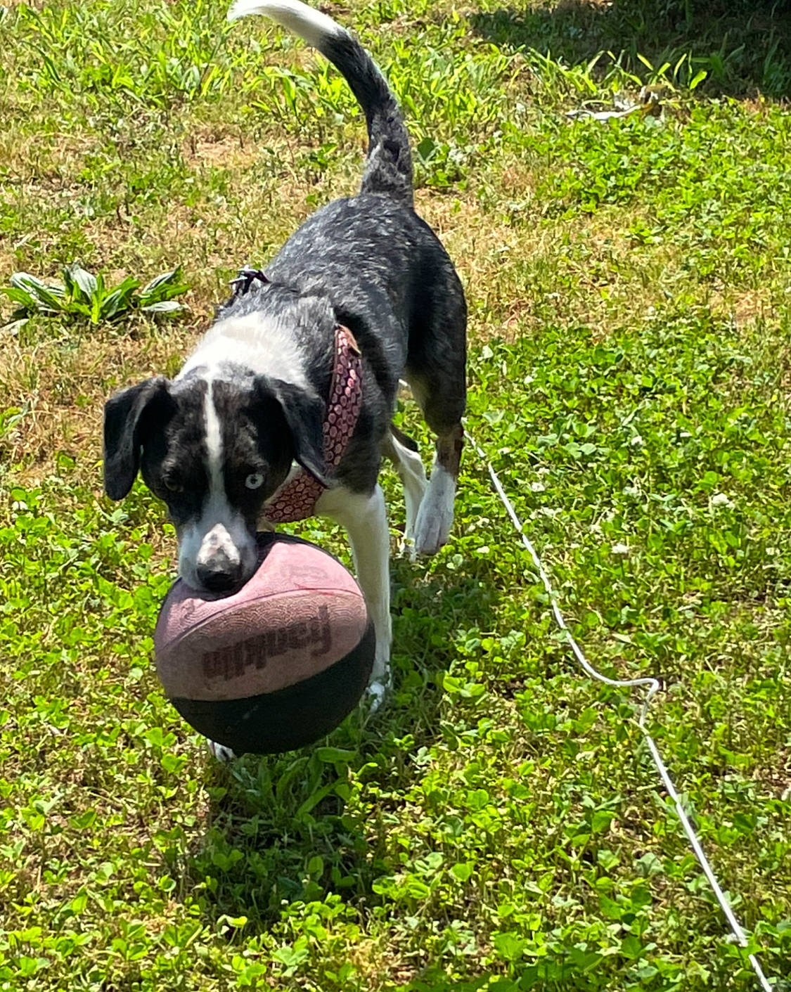 Marley is registered to the contest to win money with this photo: ball, canidae, carnivore, circle, collar, companion_dog, dog, dog_breed, dog_collar, dog_supply, grass, groundcover, lawn, pet_supply, plant, sporting_group, sports_toy, tail, working_animal, working_dog