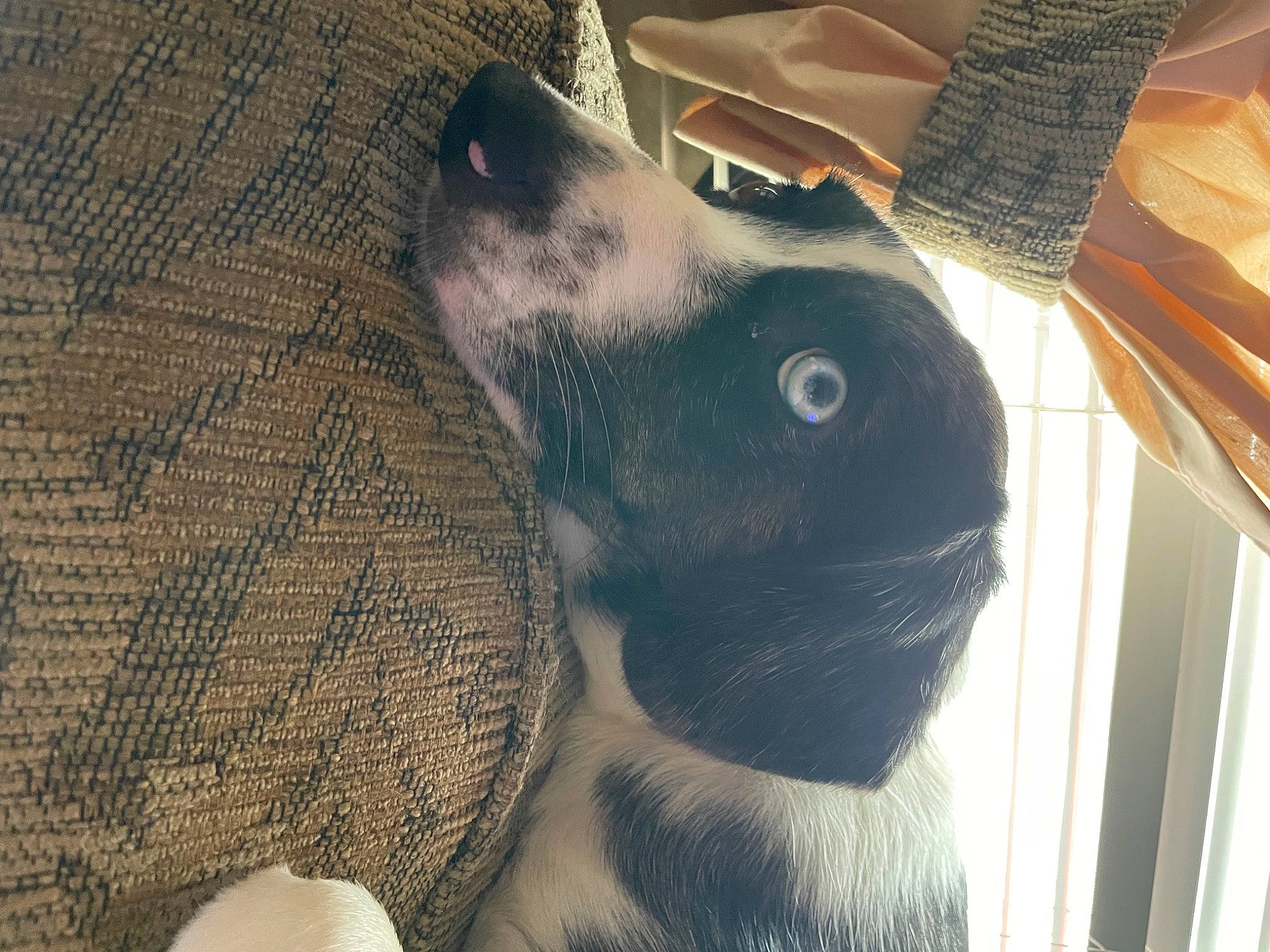 Marley is registered to the contest to win money with this photo: canidae, carnivore, comfort, companion_dog, dog, dog_breed, fawn, felidae, fur, grey, guard_dog, human_leg, selfie, small_to_medium_sized_cats, snout, sporting_group, tail, terrestrial_animal, whiskers, working_animal