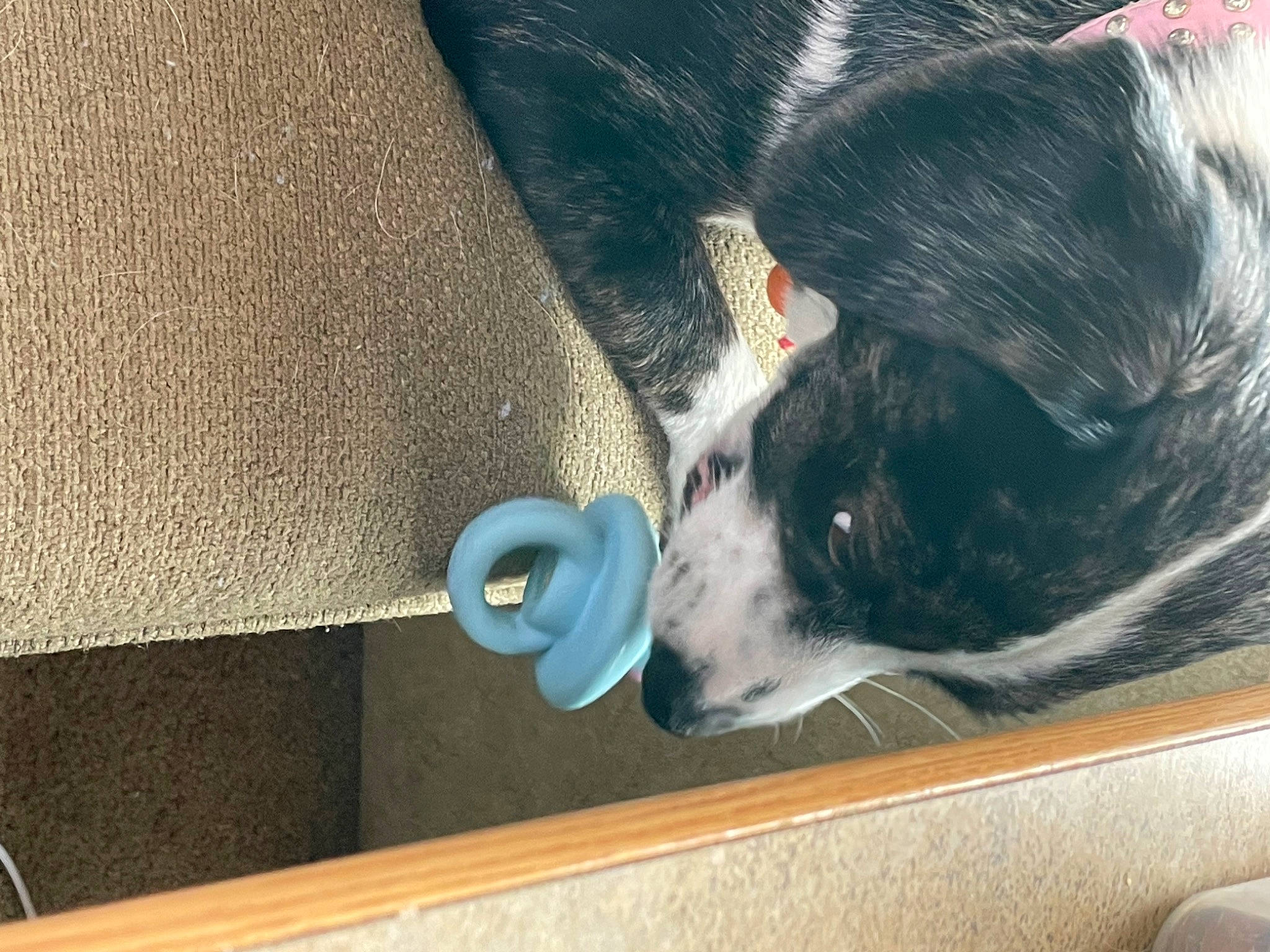 Marley is registered to the contest to win money with this photo: bovine, carnivore, companion_dog, dairy, dairy_cow, dog, dog_breed, felidae, fur, goats, human_leg, livestock, pet_supply, small_to_medium_sized_cats, snout, tail, textile, whiskers, wood, working_animal