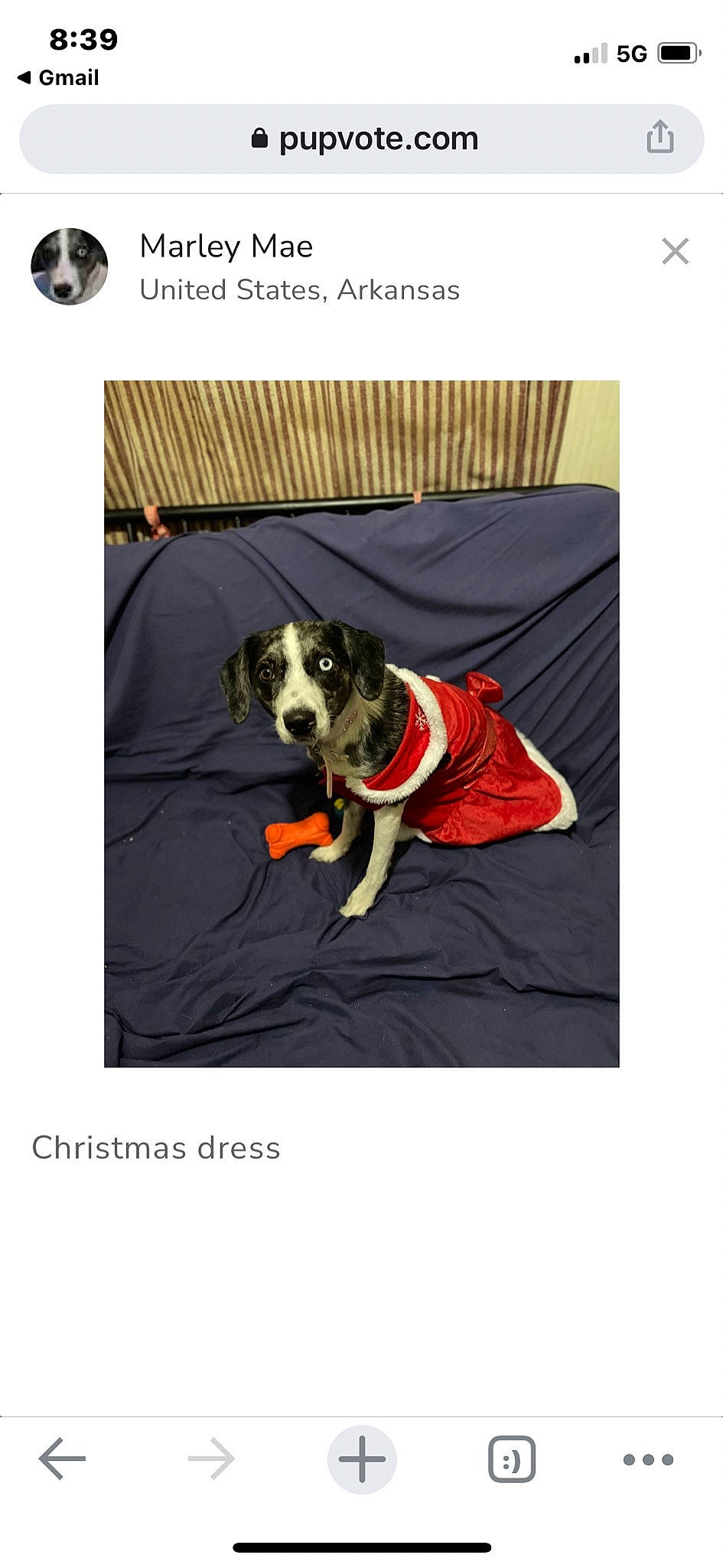 Marley is registered to the contest to win money with this photo: brand, canidae, carnivore, collar, comfort, companion_dog, dog, dog_breed, dog_collar, dog_supply, font, non_sporting_group, pet_supply, photo_caption, puppy, rectangle, sleeve, sporting_group