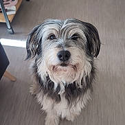 Shine a rejoint le concours — aidez-le/la à gagner de superbes lots ! beard, cabinet, chair, companion, cute, dog, friendly, fur, furniture, gray_fur, home_interior, indoor, looking_up, nose, paws, pet, portrait, sitting, whiskers, wooden_floor