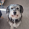 beard, cabinet, chair, companion, cute, dog, friendly, fur, furniture, gray_fur, home_interior, indoor, looking_up, nose, paws, pet, portrait, sitting, whiskers, wooden_floor