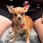 Kloa is registered to the contest to win money with this photo: alert, animal, bow, brown_dog, chihuahua, clothing, collar, cute, dog, ears, eyes, illustration, lap, pattern, person, pet, portrait, shirt, shorts, small_dog