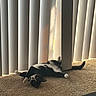 Smudge joined the competition — help win amazing prizes! cat, tuxedo_cat, pet, animal, lying_down, on_back, raised_paw, curled_tail, indoor, home, carpet, window, vertical_blinds, sunlight, shadow, relaxed, playful, black_and_white, floor, furniture