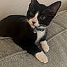 Smudge joined the competition — help win amazing prizes! cat, kitten, tuxedo_cat, black_and_white, pet, animal, couch, indoors, portrait, lying_down, sitting, collar, bell, whiskers, green_eyes, pink_nose, paws, fur, cute, relaxed