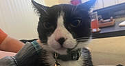 Smudge joined the competition — help win amazing prizes! cat, black_and_white, tuxedo_cat, pet, animal, portrait, close_up, face, whiskers, ears, eyes, nose, collar, bell, fur, indoor, home, couch, television, funny_expression