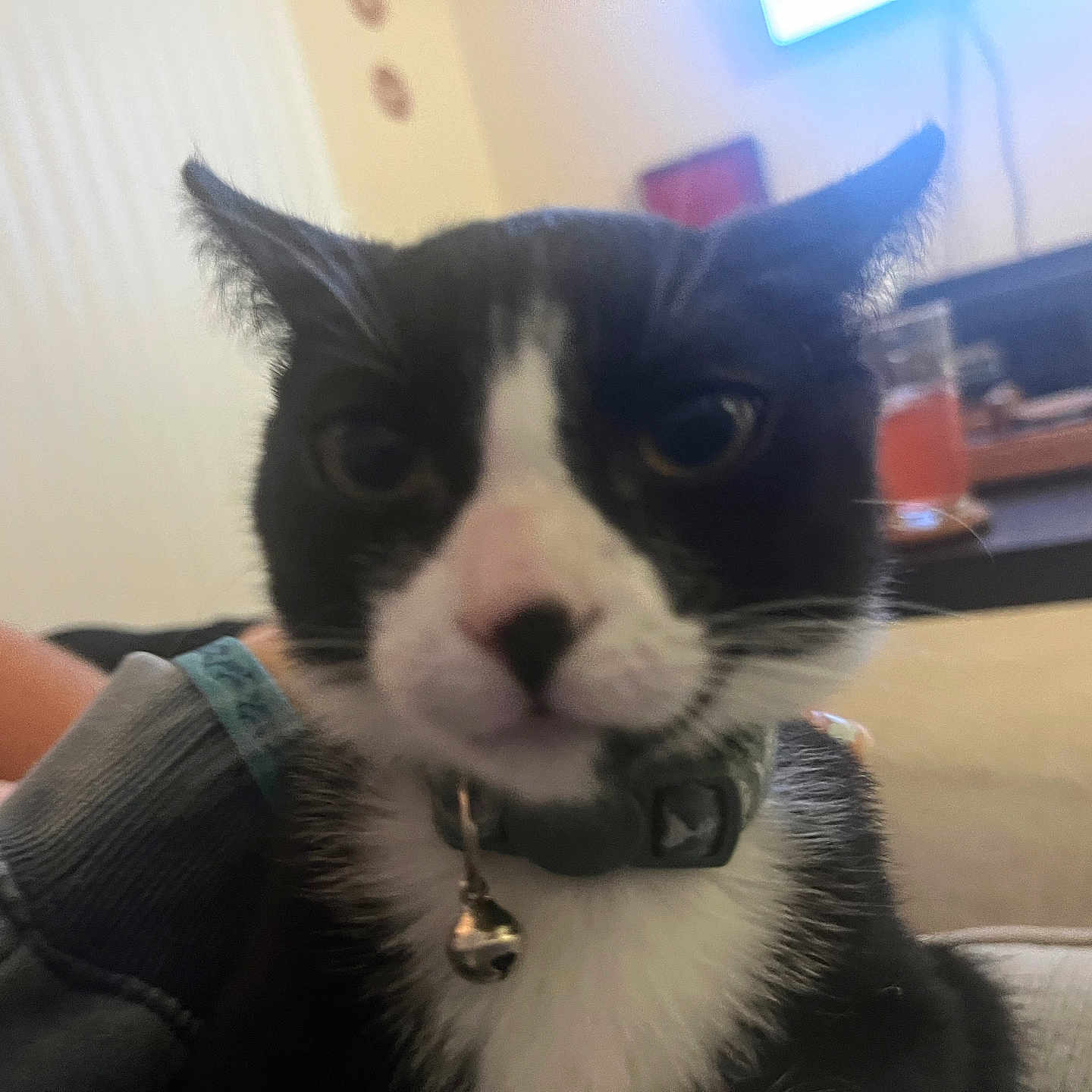 Smudge joined the competition — help win amazing prizes! cat, black_and_white, tuxedo_cat, pet, animal, portrait, close_up, face, whiskers, ears, eyes, nose, collar, bell, fur, indoor, home, couch, television, funny_expression