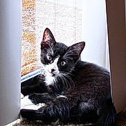 Smudge is registered to the contest to win money with this photo: cat, tuxedo_cat, black_and_white, feline, pet, animal, whiskers, ears, eyes, nose, tail, fur, lying_down, lounging, window, sunlight, indoors, carpet, portrait, curious