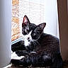 cat, tuxedo_cat, black_and_white, feline, pet, animal, whiskers, ears, eyes, nose, tail, fur, lying_down, lounging, window, sunlight, indoors, carpet, portrait, curious