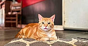 Cheeto is registered to the contest to win money with this photo: animal, cat, chairs, cozy_home, feline, framed_pictures, furniture, indoor, living_room, looking_at_camera, lying_down, orange_tabby, patterned_rug, pet, portrait, red_wall, rug, television, whiskers, wood_floor