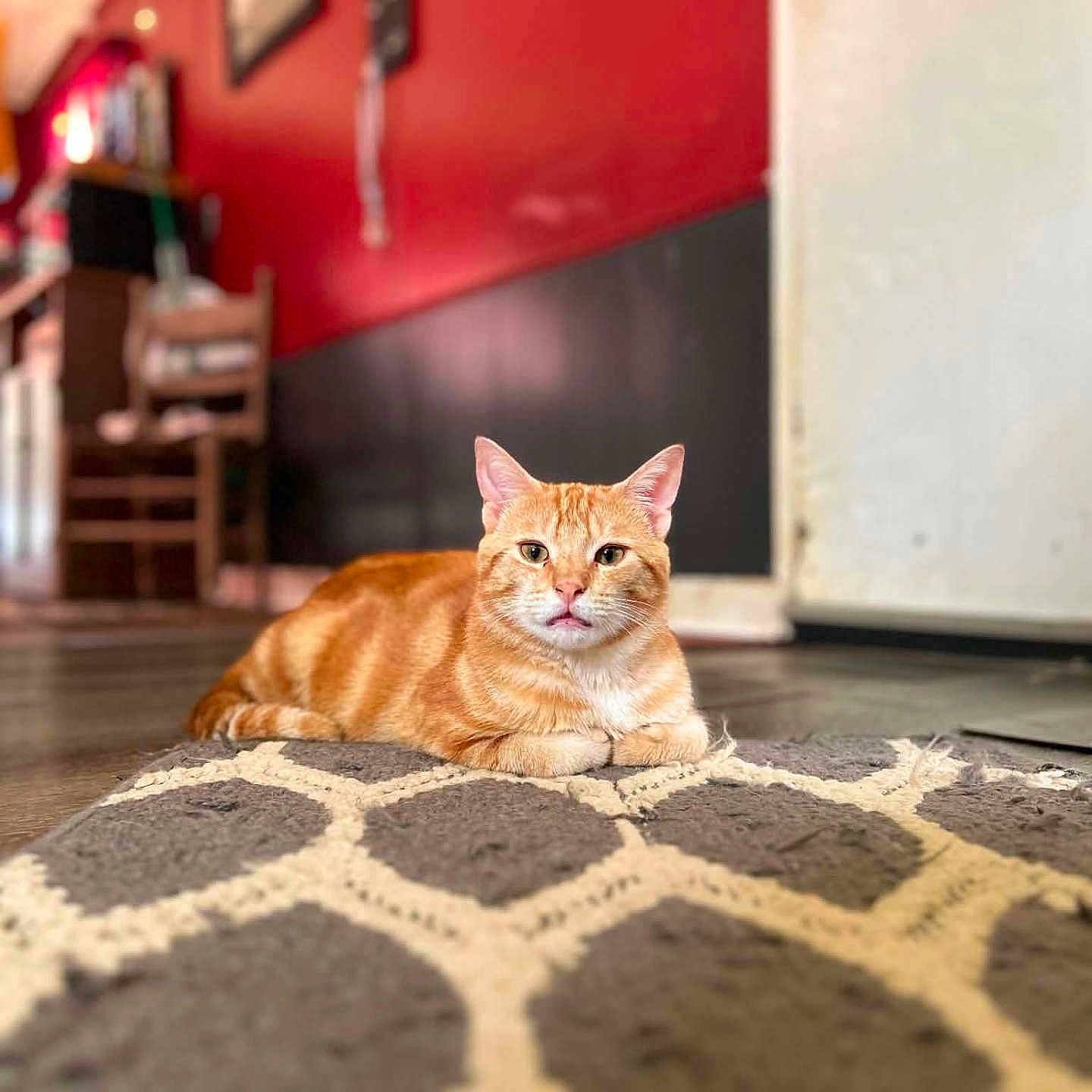 Cheeto