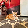 Cheeto joined the competition — help win amazing prizes! animal, cat, chair, ears, feline, furniture, green_eyes, home_decor, indoors, living_room, lying_down, orange_tabby, patterned_rug, pet, portrait, red_wall, rug, television, whiskers, wooden_floor