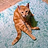 Cheeto joined the competition — help win amazing prizes! animal, blue_rug, cat, cozy, crossed_paws, ears, feline, fluffy_rug, fur, ginger_cat, indoor, lying_down, orange_tabby, pet, portrait, relaxed, sitting, tail, tile_floor, whiskers