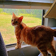 Cheeto is registered to the contest to win money with this photo: animal, blinds, cat, feline, fur, greenery, home, indoor, looking_at_camera, orange_cat, outdoor_view, pet, portrait, standing, sunlight, tabby, whiskers, white_chest, window, windowsill