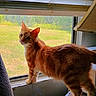 animal, blinds, cat, feline, fur, greenery, home, indoor, looking_at_camera, orange_cat, outdoor_view, pet, portrait, standing, sunlight, tabby, whiskers, white_chest, window, windowsill