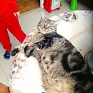 Jul participe au concours pour gagner de l'argent avec cette photo : animal, carpet, cat, child, colorful, cozy, cute, domestic, floor, furniture, home, indoor, pajamas, pattern, pet, relaxing, sleepy, tabby_cat, tablecloth, toy_kitchen