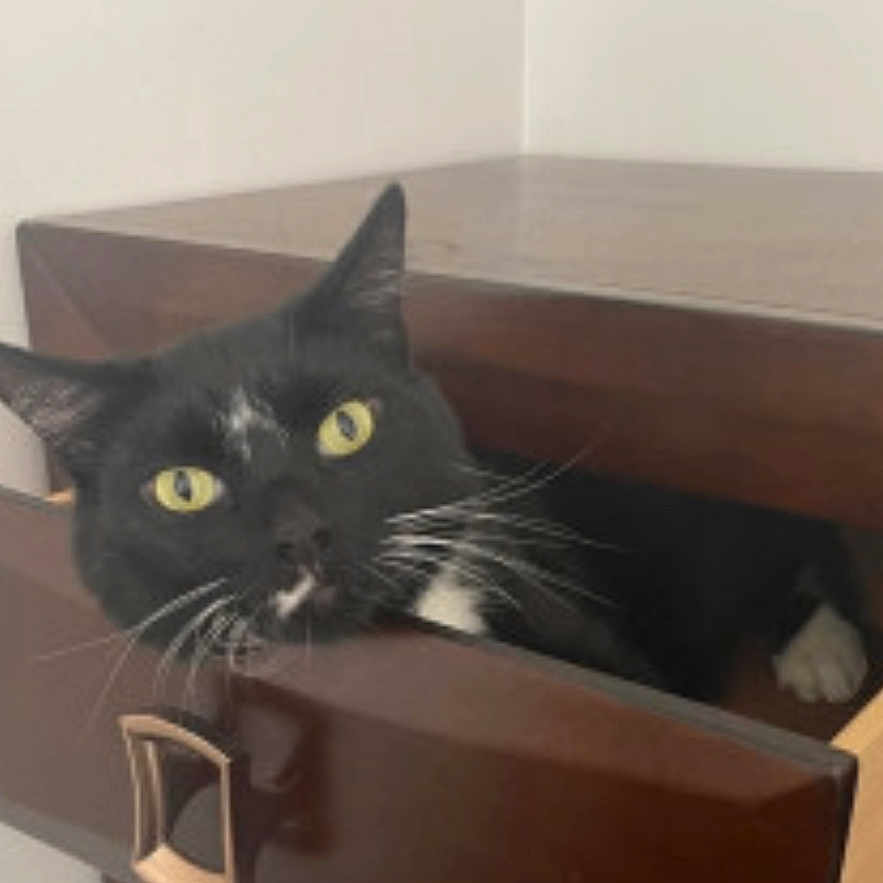 Kasper joined the competition — help win amazing prizes! cat, black_cat, drawer, wooden_furniture, indoor, curious, pet, animal, feline, face, yellow_eyes, whiskers, hiding, cabinet, handle, close_up, home, playful, resting, domestic_animal