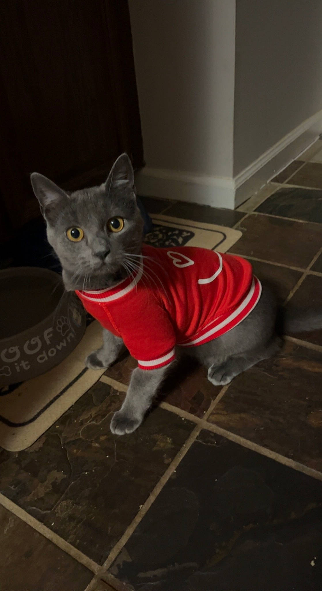 Stormi is registered to the contest to win money with this photo: carmine, carnivore, cat, cat_toy, domestic_short_haired_cat, felidae, floor, flooring, grey, hardwood, human_leg, room, russian_blue, small_to_medium_sized_cats, snout, tail, tile_flooring, whiskers, wood