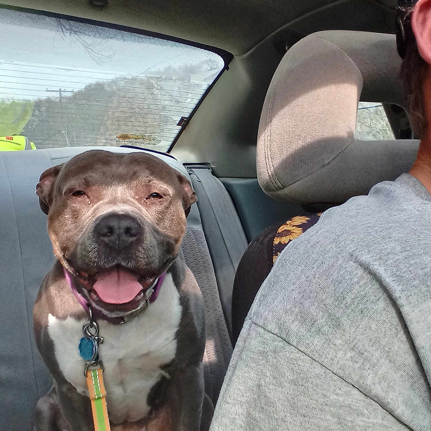Jasmine is registered to the contest to win money with this photo: animal, backseat, car, collar, companion, daytime, dog, driver, gray_shirt, happy, headrest, interior, leash, panting, pet, roadtrip, seat, smiling, sunlight, window