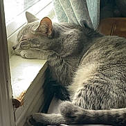 Loki joined the competition — help win amazing prizes! cat, gray_tabby, sleeping, windowsill, indoor, curtains, sunlight, resting, cozy, feline, paw, fur, quiet, peaceful, pet, home, relaxing, window, domestic_animal, napping