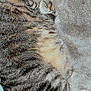 Loki is registered to the contest to win money with this photo: cat, tabby_cat, gray_cat, feline, pet, sleeping, snuggling, fur, whiskers, close_up, cozy, blanket, indoor, animal, cute, resting, companion, mammal, domestic_animal, nap