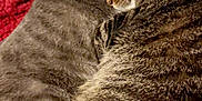 Loki is registered to the contest to win money with this photo: cat, tabby_cat, feline, pet, sleeping, snuggling, fur, whiskers, ears, closeup, indoor, cozy, resting, domestic_animal, mammal, companion, animal, cute, two_cats, striped_fur