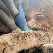 Loki is registered to the contest to win money with this photo: animal, blanket, cat, closeup, comfort, cozy, daylight, feline, fur, indoor, nap, paw, peaceful, pet, relaxation, resting, sleeping, soft, warm, whiskers