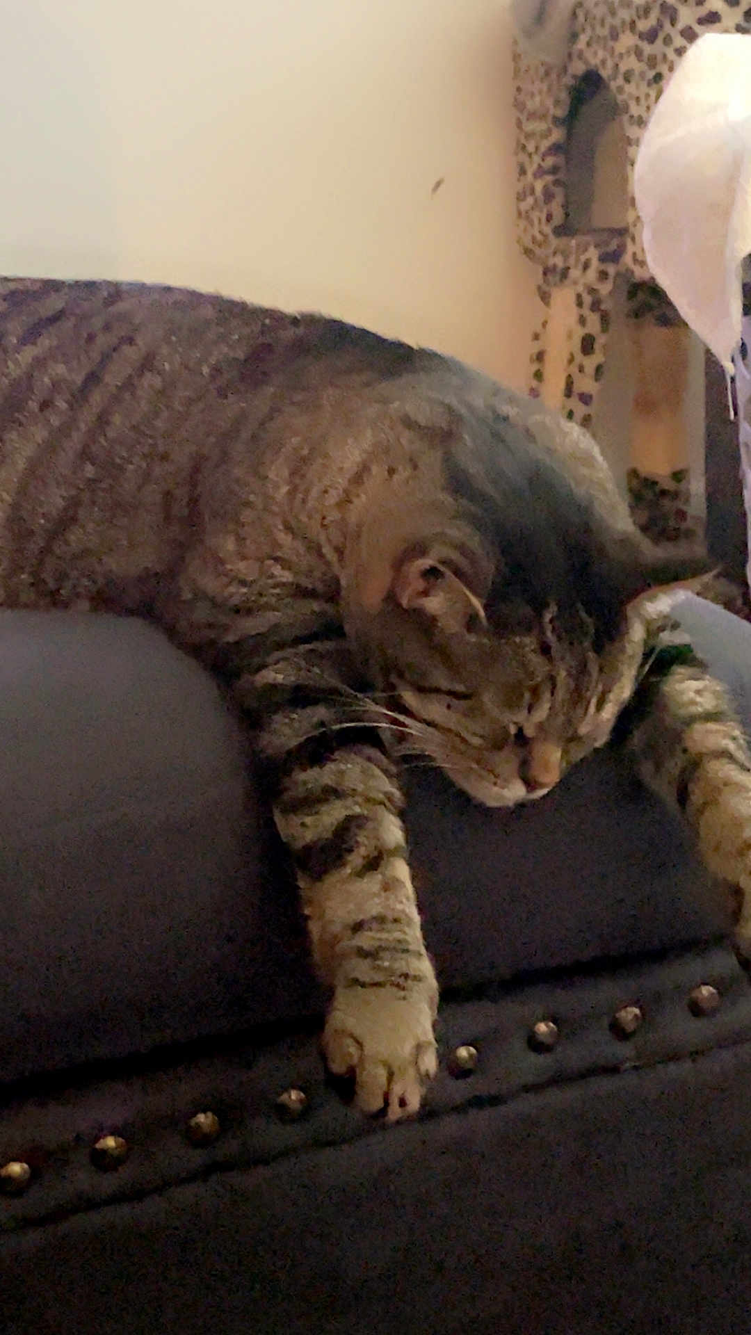 Ralphie is registered to the contest to win money with this photo: cat, tabby, sleeping, paw, cushion, furniture, indoor, leopard_print, cat_tree, relaxing, fur, pet, animal, whiskers, mammal, cozy, resting, claws, striped, home