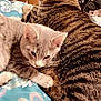 Ralphie joined the competition — help win amazing prizes! cat, cats, tabby_cat, gray_cat, snuggling, bedspread, blanket, indoor, feline, pet, animal, striped, fur, whiskers, resting, cute, domestic, closeup, sleepy, comfort